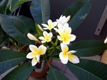 Flangipani.jpg